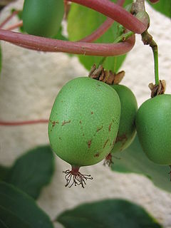 <i>Actinidia arguta</i> Species of plant