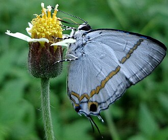 Feeding off flower of weed plant Tridax procumbens in Lagos, Nigeria Western Fairy Playboy I.JPG