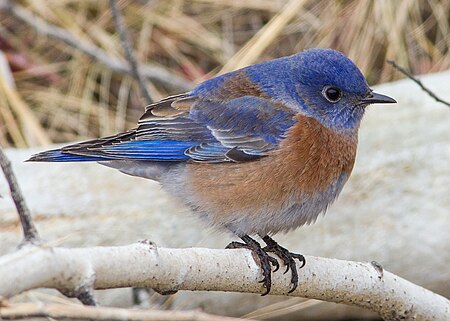 ไฟล์:Western bluebird (male).jpg