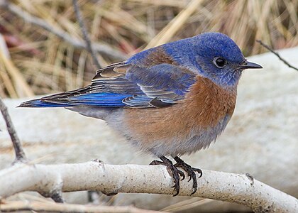 ♂ Sialia mexicana (Western Bluebird)