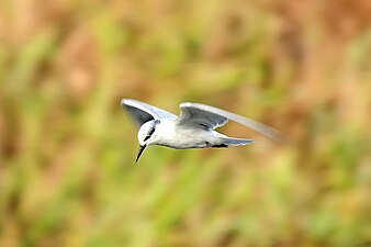 Whiskered tern flying.jpg