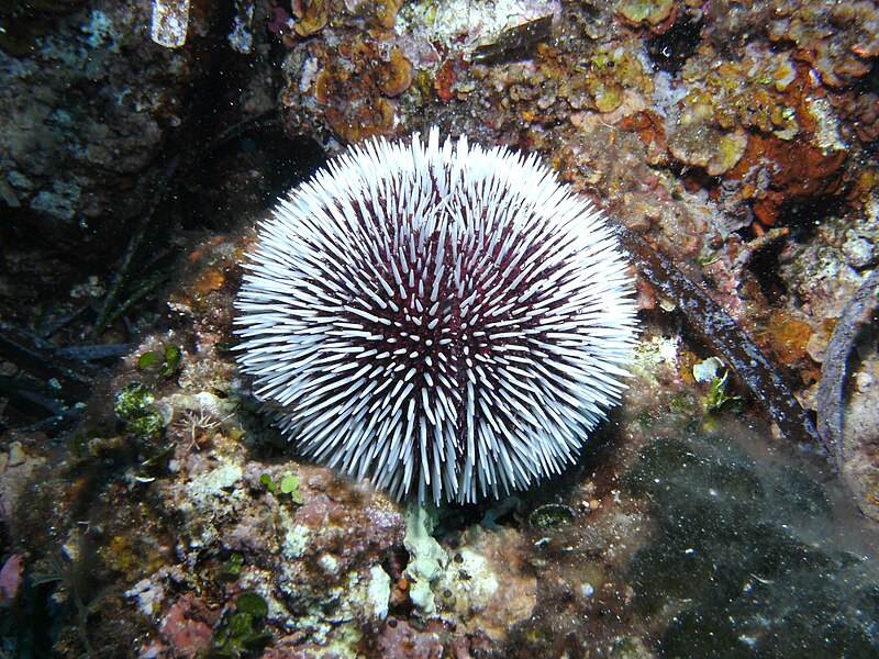 File:White sea urchin.jpg