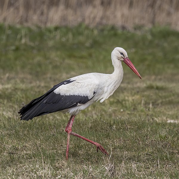 File:White stork (Ciconia ciconia) Białowieza.jpg