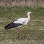 White stork (Ciconia ciconia) Białowieza.jpg