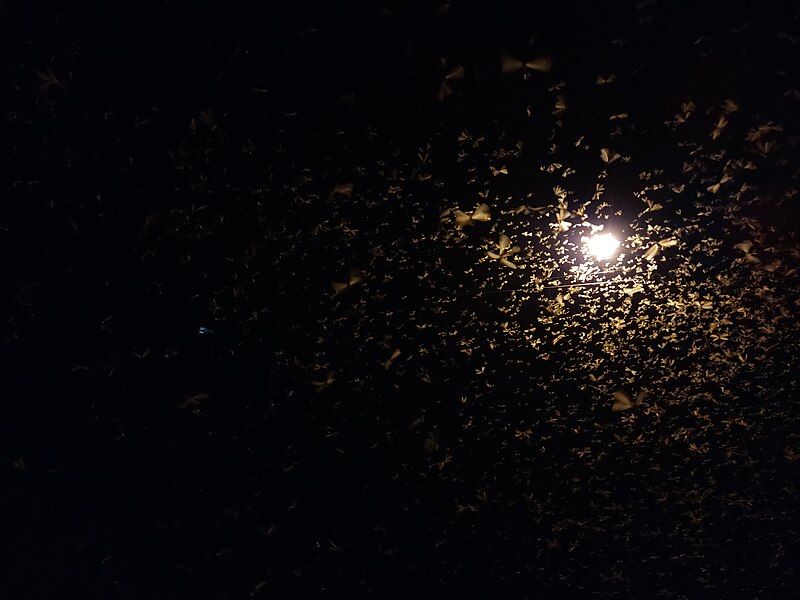 File:Winged termites swarming IMG 20201021 191846.jpg