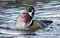 * Nomination Wood duck in Central Park --Rhododendrites 00:54, 17 March 2019 (UTC) * Promotion  Support Good quality. --Trougnouf 01:14, 17 March 2019 (UTC)