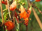 Woodfordia fruticosa flowers at Peravoor (3).jpg