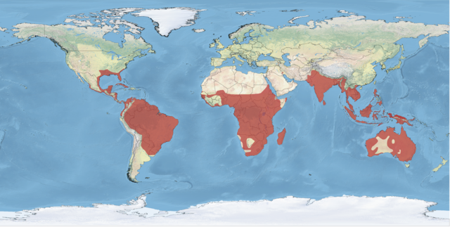 Distribución no mundo da familia Anhingidae.