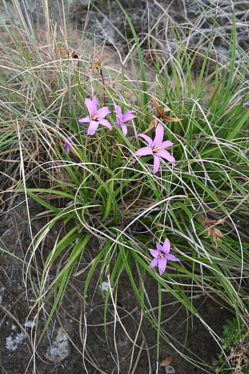 Xerophyta viscosa