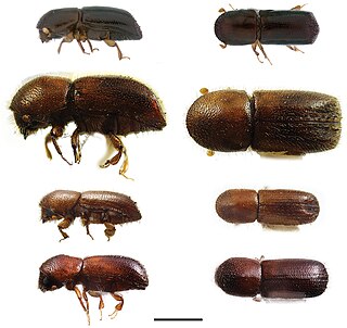 <i>Xyleborus horridus</i> Species of beetle