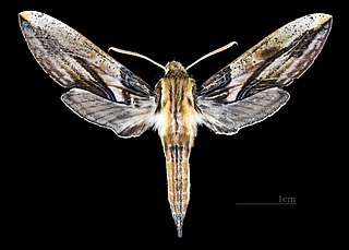 <i>Xylophanes jordani</i> Species of moth