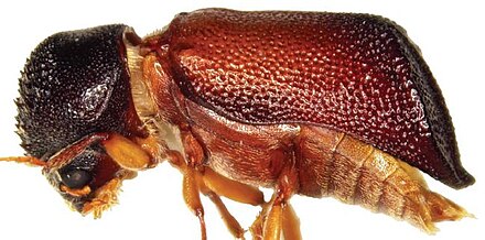 Xylopsocus capucinus (lateral view).jpg