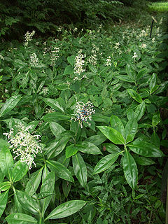 <i>Pollia japonica</i> species of plant