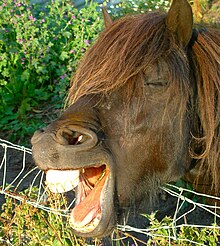 The equine dental arcade, showing the front incisors, the interdental space before the first premolars Yawning horse, Scotland.jpg