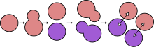 A haploid yeast dividing and undergoing a mating type switch, allowing mating and diploid formation. Yeast mating reasoning.svg