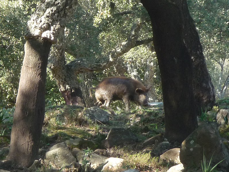 File:Young Wild Boar - Flickr - gailhampshire.jpg