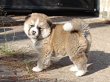 Akita Chien Wikipédia