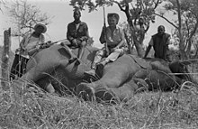 A hunter and local guides with an elephant they shot, 1970 Zdravko Pecar During an Elephant Hunt (3).jpg