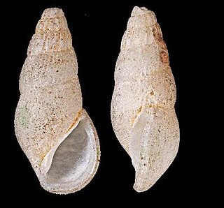 <i>Zebinella mohrensterni</i> Species of gastropod