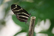 Heliconius charithonia