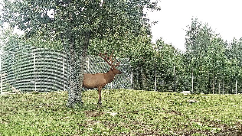 File:Zoo de Falardeau 101.jpg