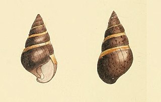 <i>Amastra</i> Genus of gastropods