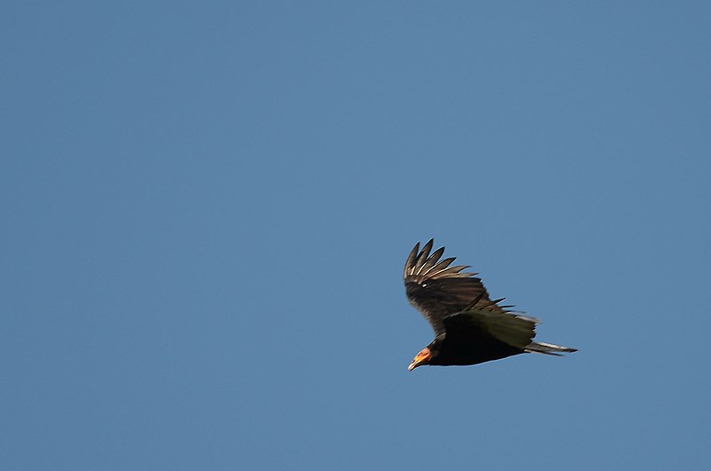 File:Zopilote Sabanero, Lesser Yellow Headed Vulture, Cathartes burrovianus (11915868646).jpg