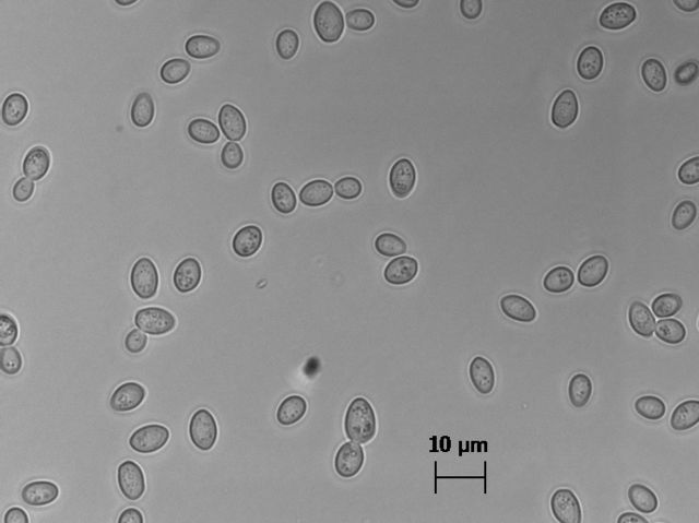 Zygosaccharomyces bailii - Wikipedia