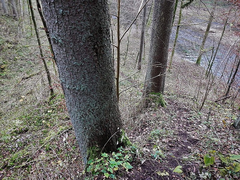 File:"Wanderweg" im Eschachtal - panoramio (2).jpg