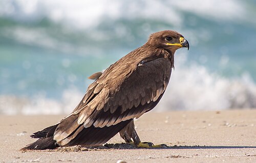 Steppe eagle in Karakiya-karakol sanctuary. Karakiya District, Mangystau Region, Kazakhstan.