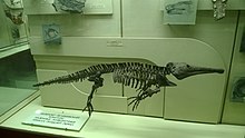 Predstavitel permskoy fauni. Paleontologicheskiy muzey. Moskva. Iyun 2014 - panoramio.jpg