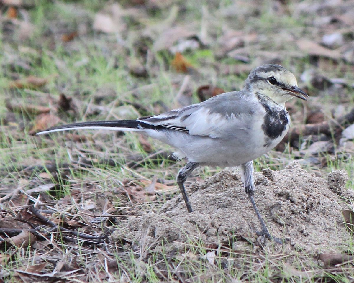 File ハクセキレイ Motacilla Alba Lugens Young S2 Jpg Wikimedia Commons