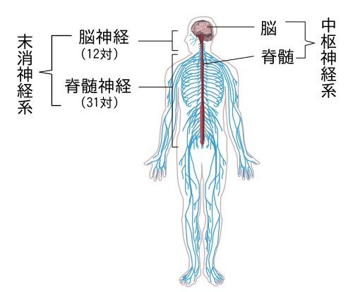 高等学校生物 生物i 環境と動物の反応 Wikibooks