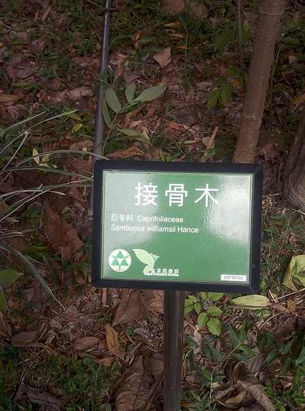 File:植物園中的植物及樹木花草(包括歷史遺跡)-36.jpg