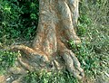 (Mangifera indica) Tree bark view at Kambalakonda.JPG