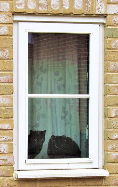 File:-2021-02-07 A pair of Black Cats, Northrepps, Norfolk.JPG