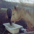 Category:Horses - Wikimedia Commons