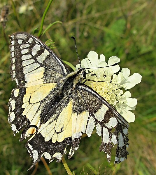 Paypay:005 Papilio machaon.jpg