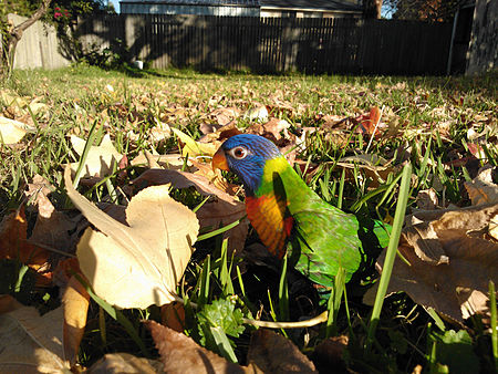 Fail:12_week_old_Rainbow_Lorikeet.jpg