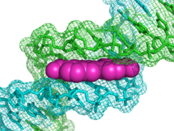 DAPI (magenta) bound to the minor groove of DNA (green and blue). From PDB: 1D30 . 1D30 DNA DAPI.png