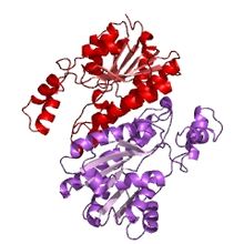 Modèle tridimensionnel de l'enzyme