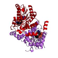 Modèle tridimensionnel de l'enzyme