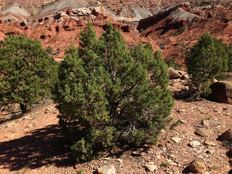 File:2013-09-23 14 41 45 Juniperus osteosperma along Capitol Reef Scenic Drive 5.1 miles from Utah State Route 24.JPG