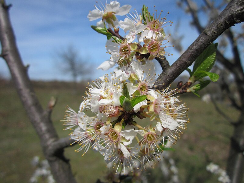 File:20130414Prunus cerasifera Reilingen20.jpg