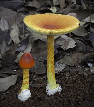 <i>Amanita hemibapha</i> Species of fungus