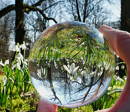 Schneeglöckchen (Galanthus) im Botanischen Garten der Ruhr-Uni Bochum