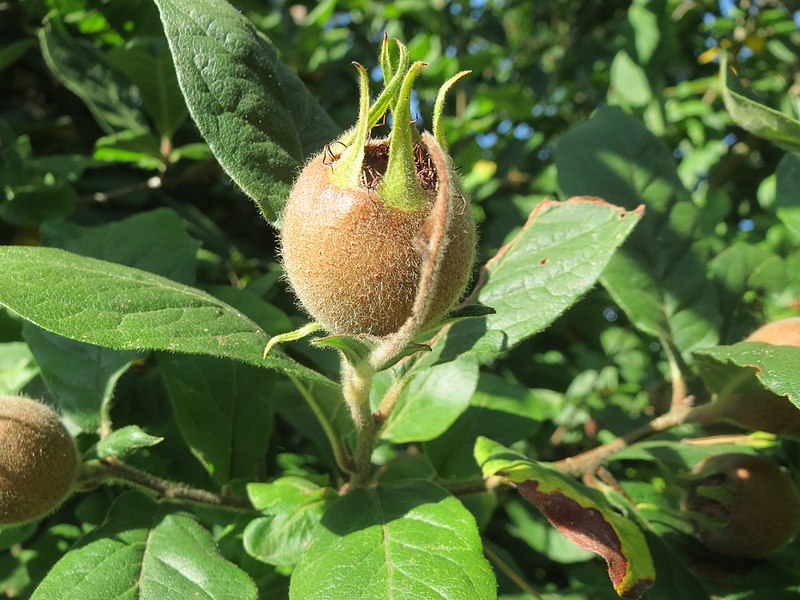 File:20160902Crataegus germanica5.jpg