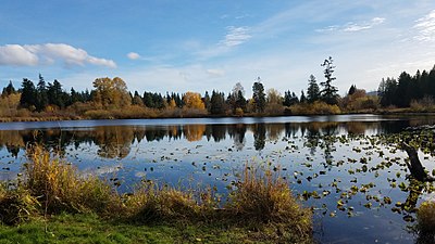 Larsen Lake in the Lake Hills neighborhood of Bellevue, Washington