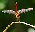 Blutrote Heidelibelle - Sympetrum sanguineum, Männchen