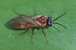 <i>Periclista albida</i> Species of sawfly